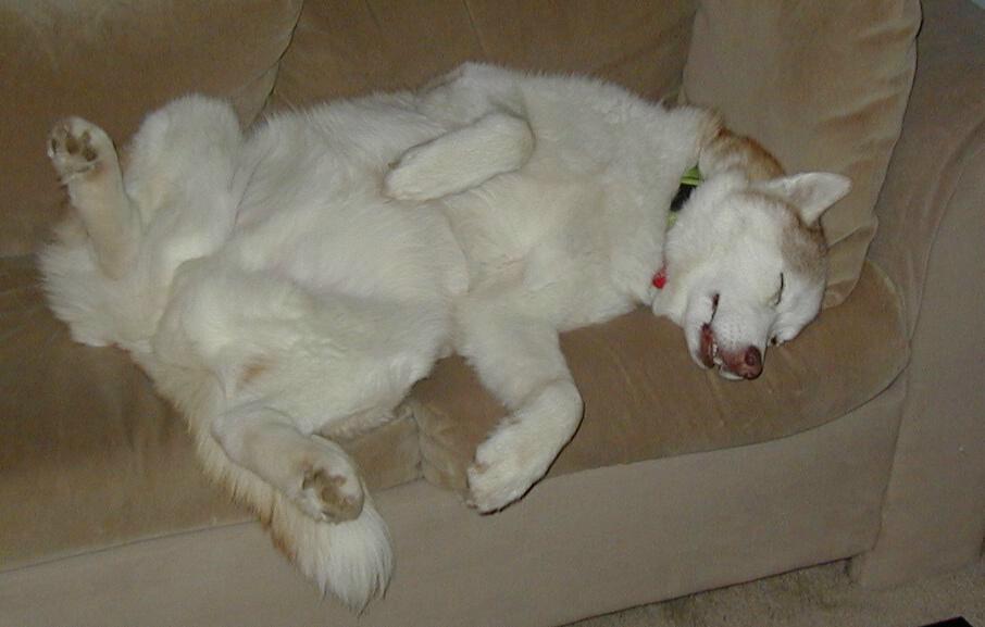 This is a picture of Shawn, my red and white Siberian Husky, in his favorite position - asleep on his back on the couch with his legs up in the air and his tongue hanging out.  Shawn died in 2004 at age 15-half